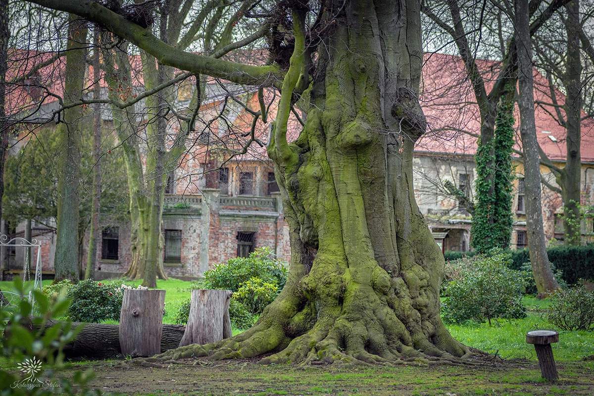 Widoki z parku w Dalkowie.
