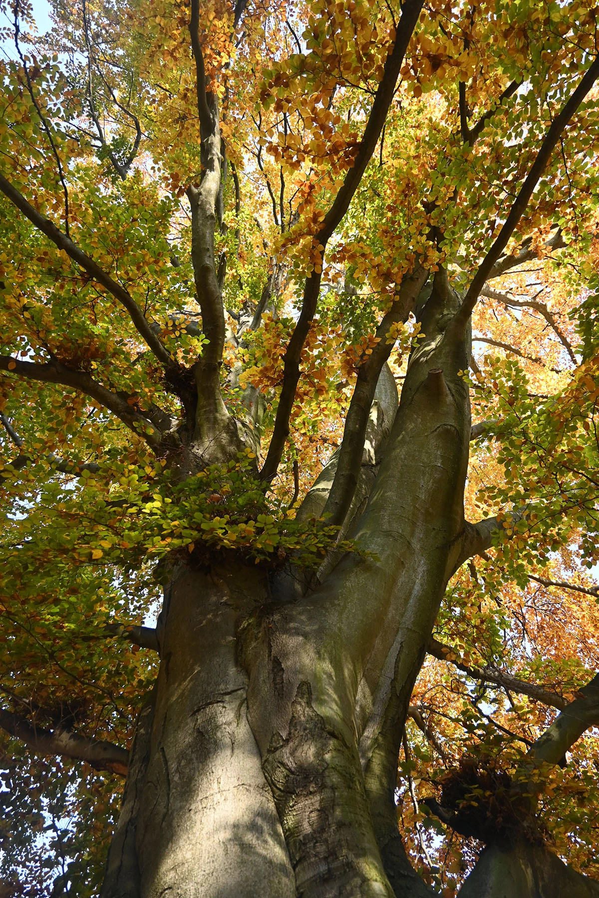 Widoki z parku w Dalkowie.