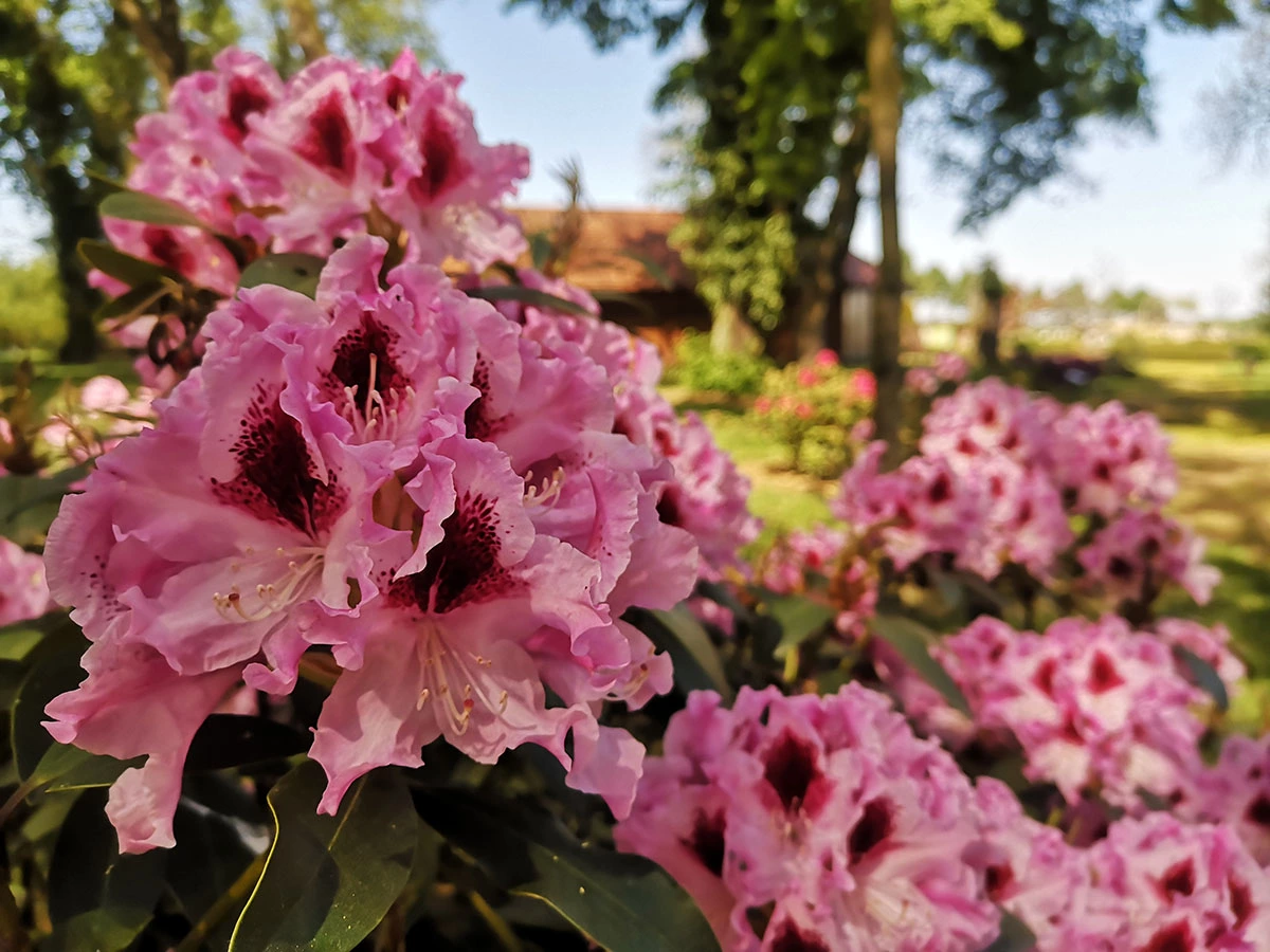Widoki z parku w Dalkowie.