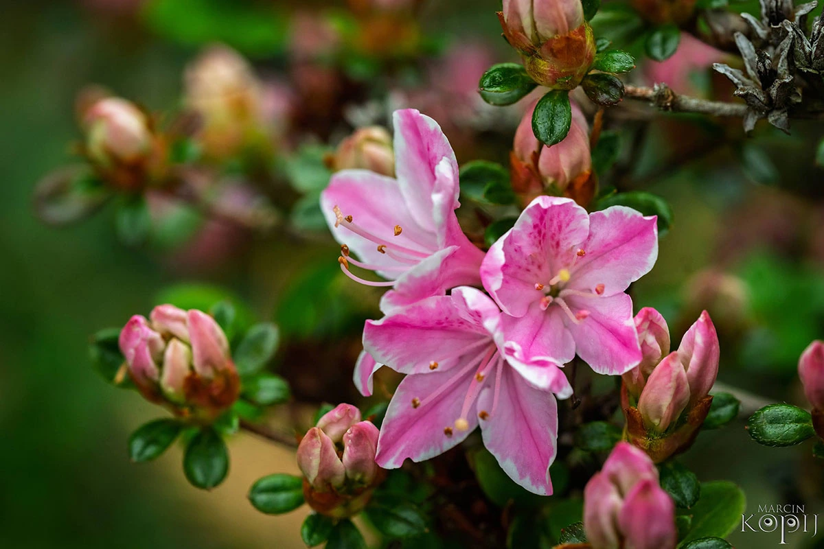 Widoki z parku w Dalkowie.