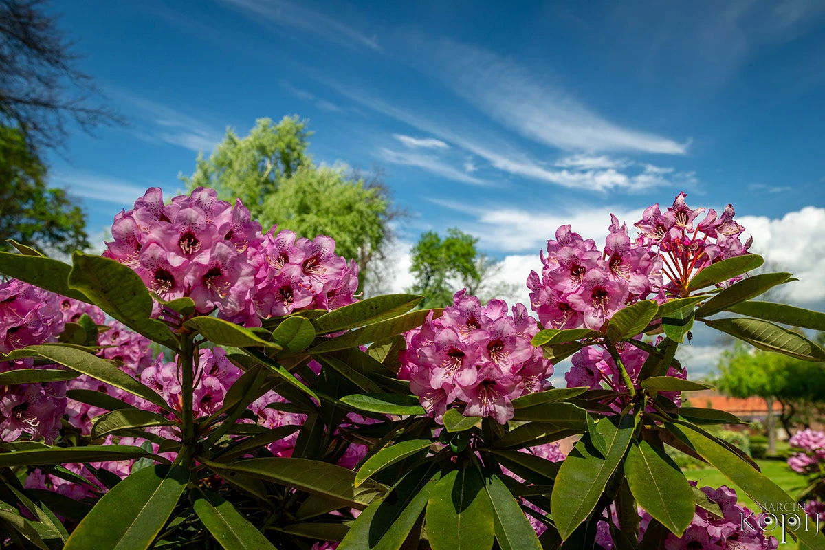 Widoki z parku w Dalkowie.