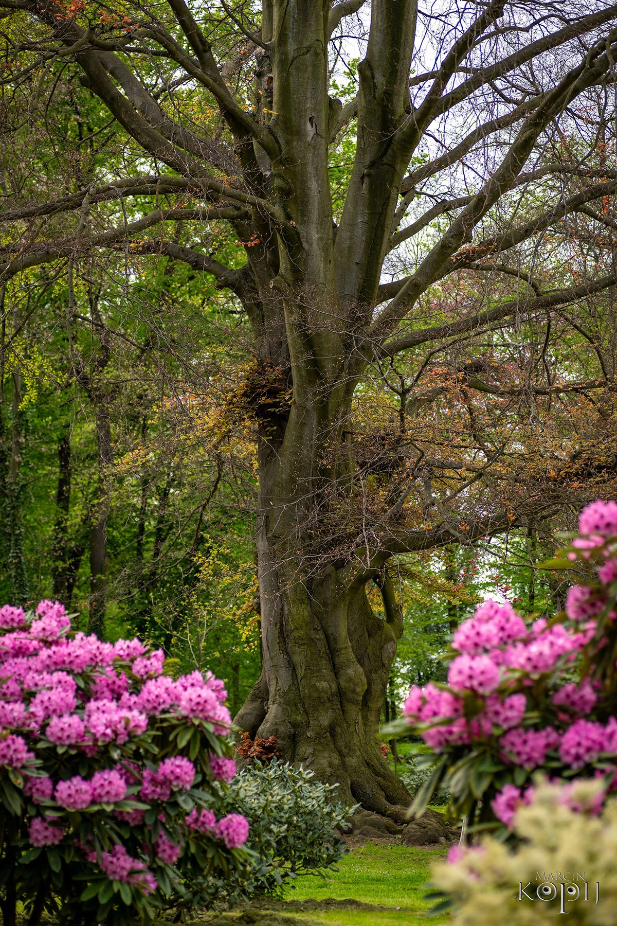 Widoki z parku w Dalkowie.