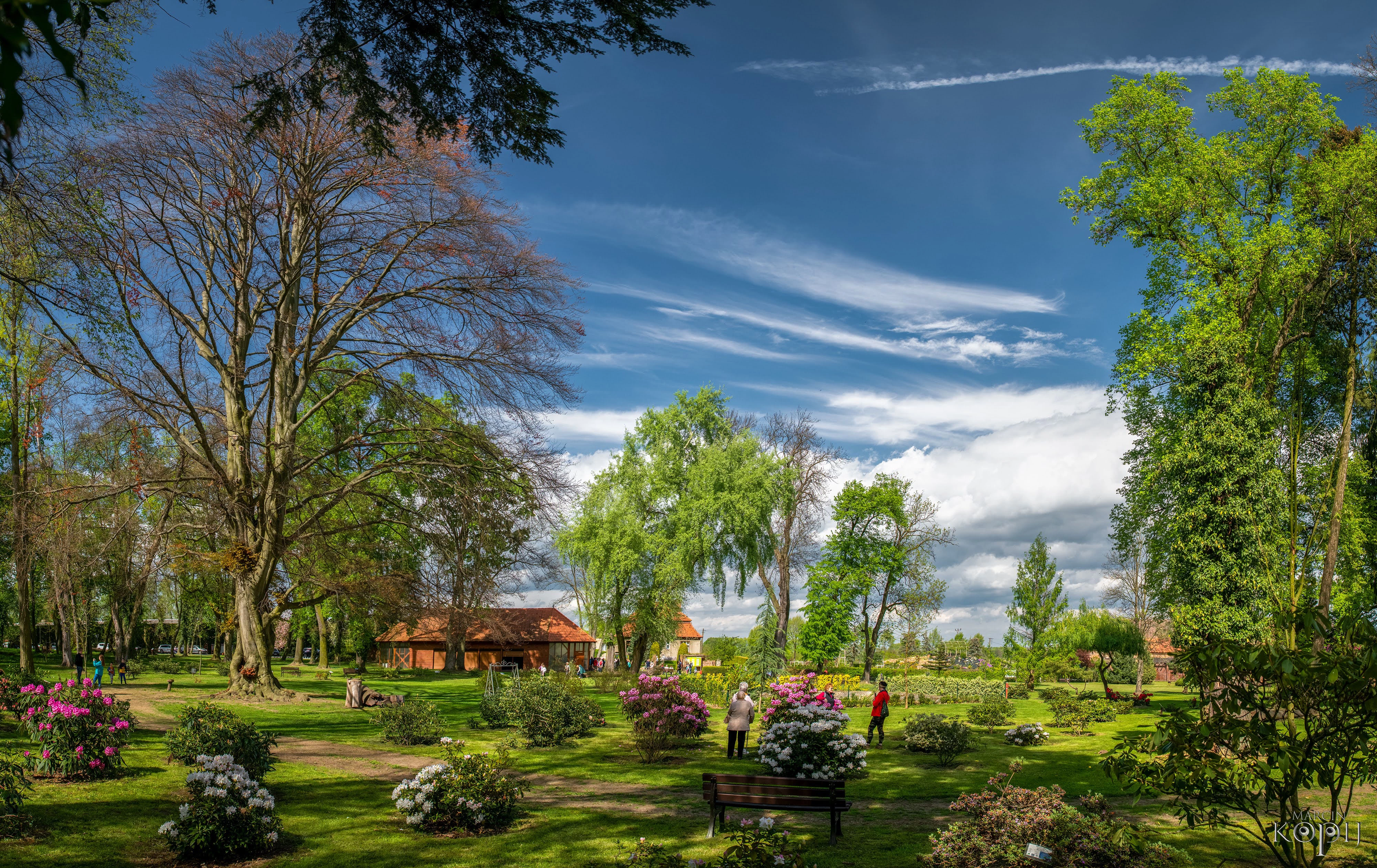 Park w Dalkowie kwitnące rododendrony 