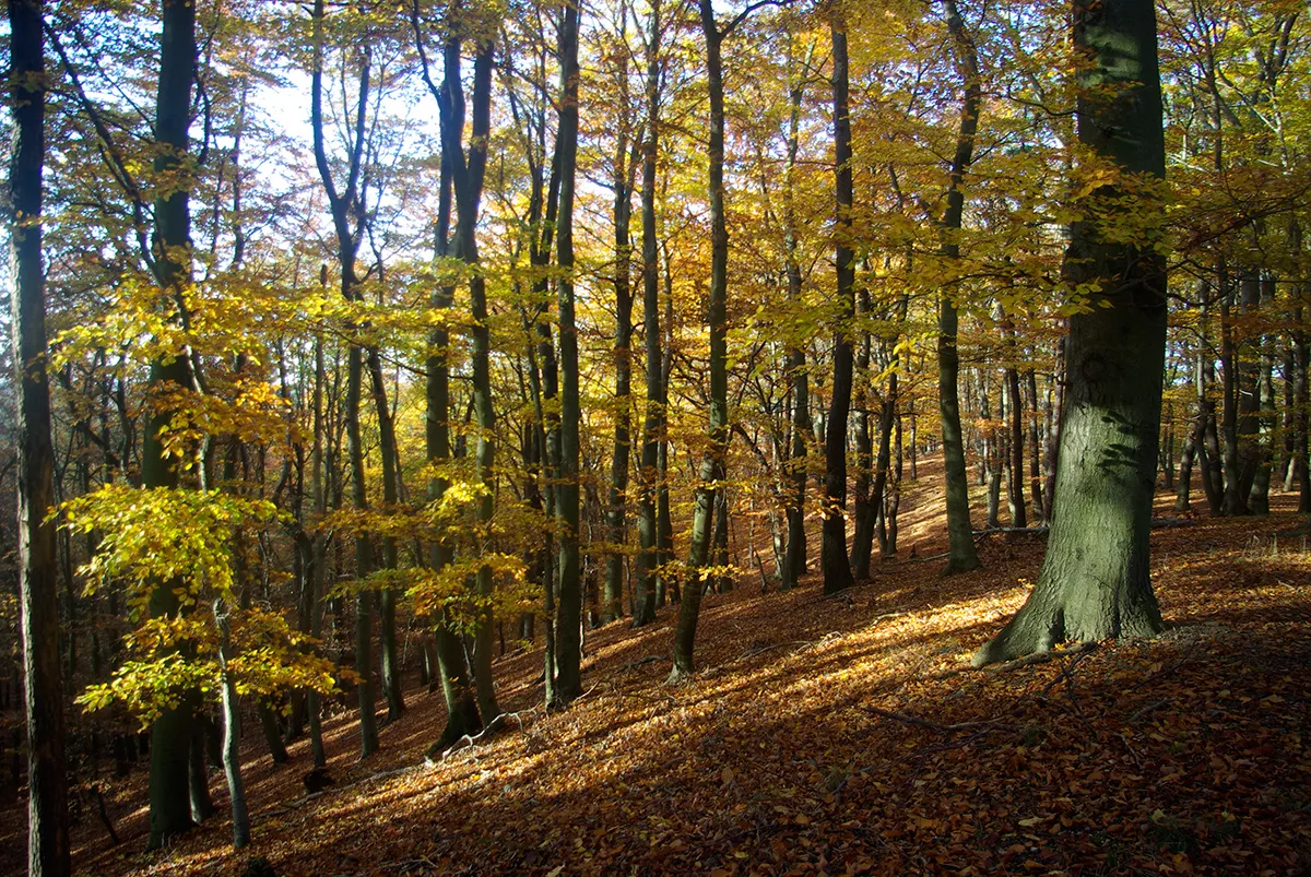 jesień w Rezerwat Przyrody Dalkowskie Jary