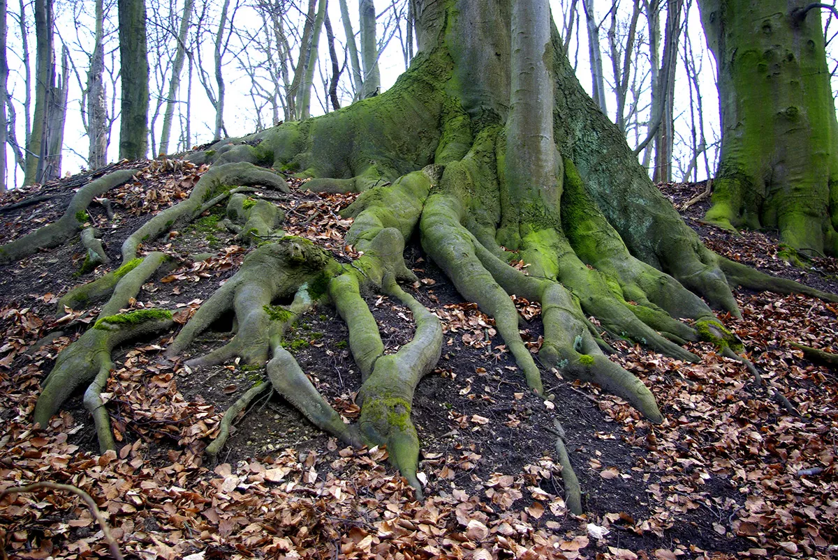 wyjątkowe formy utworzone przez korzenie drzew w Rezerwat Przyrody Dalkowskie Jary