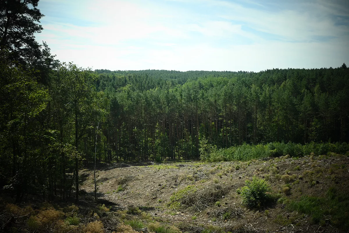 widok na Wzgórza Dalkowskie