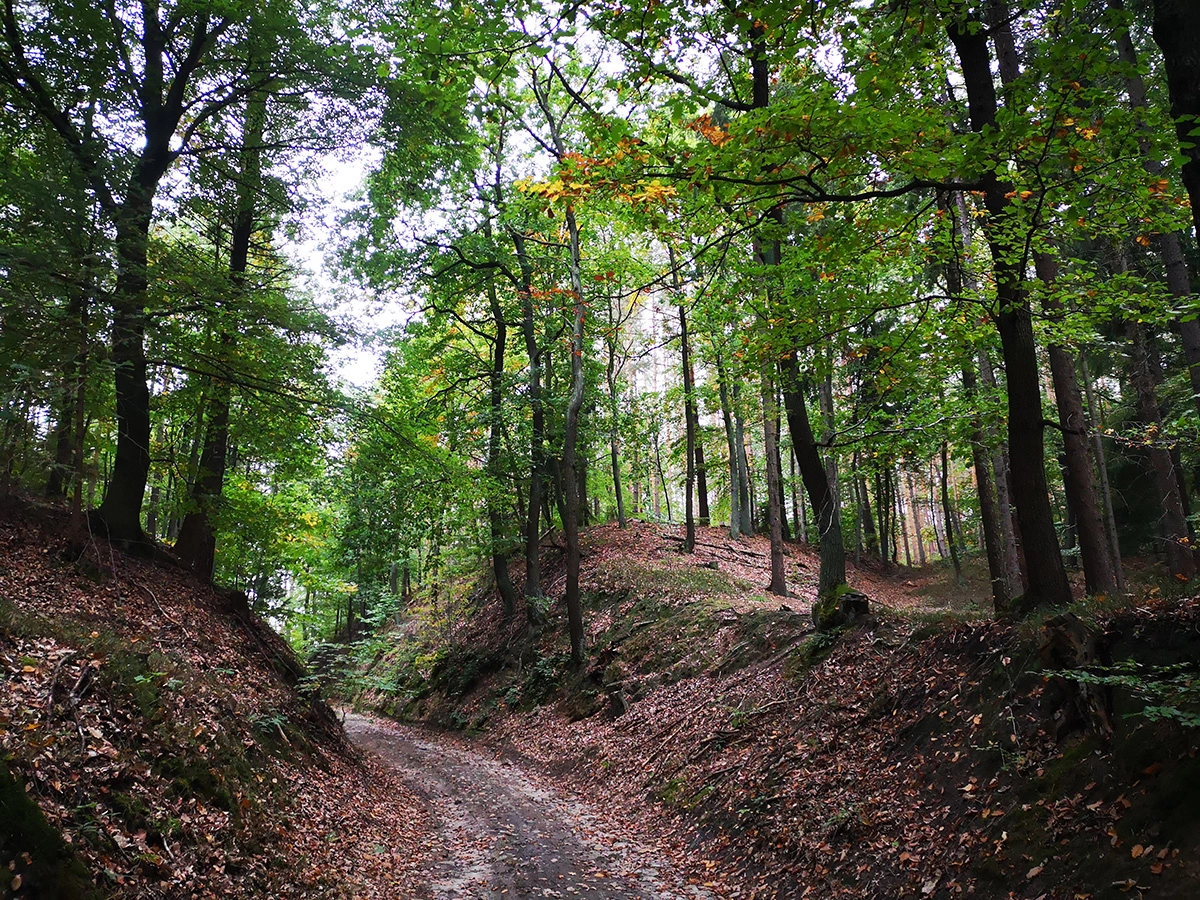 szlaki w Rezerwacie Przyrody Annabrzeskie Wąwozy