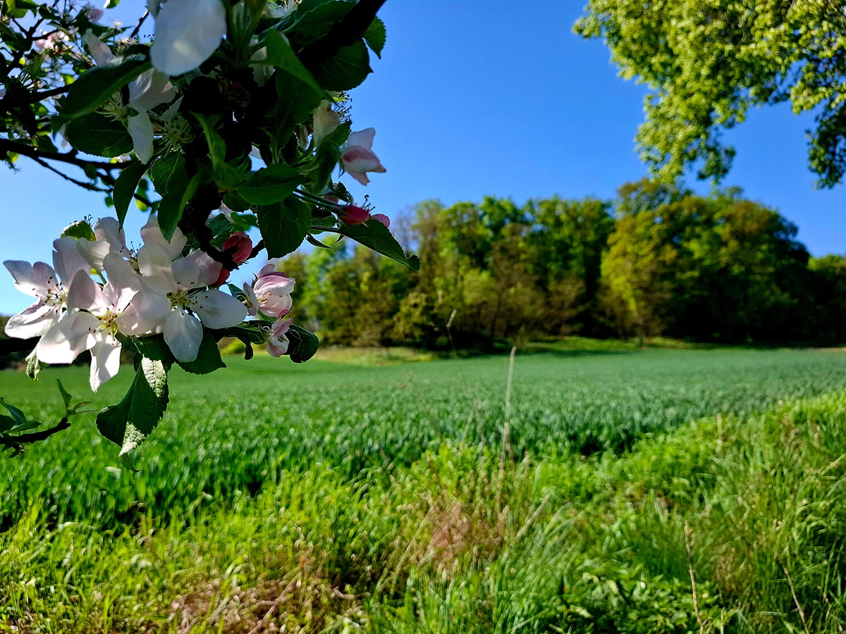 kwitnące drzewa w Rezerwacie Przyrody Annabrzeskie Wąwozy