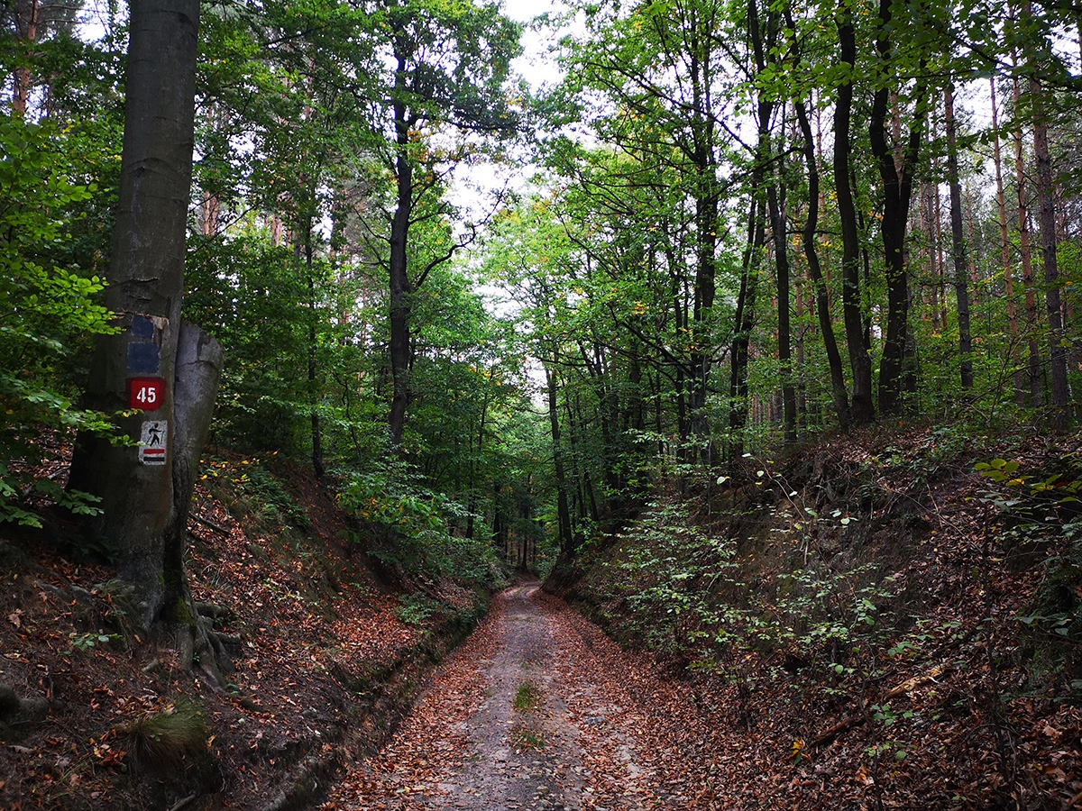 szlaki w Rezerwacie Przyrody Annabrzeskie Wąwozy