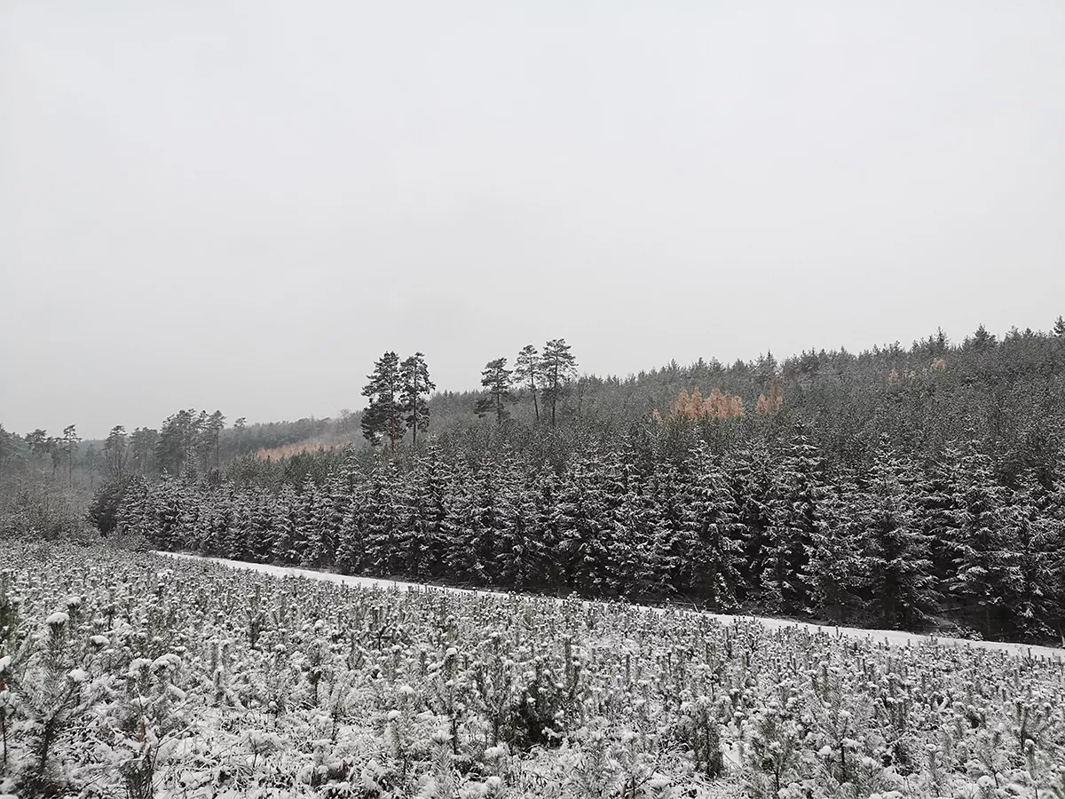 zimowa panorama Wzgórz Dalkowskich