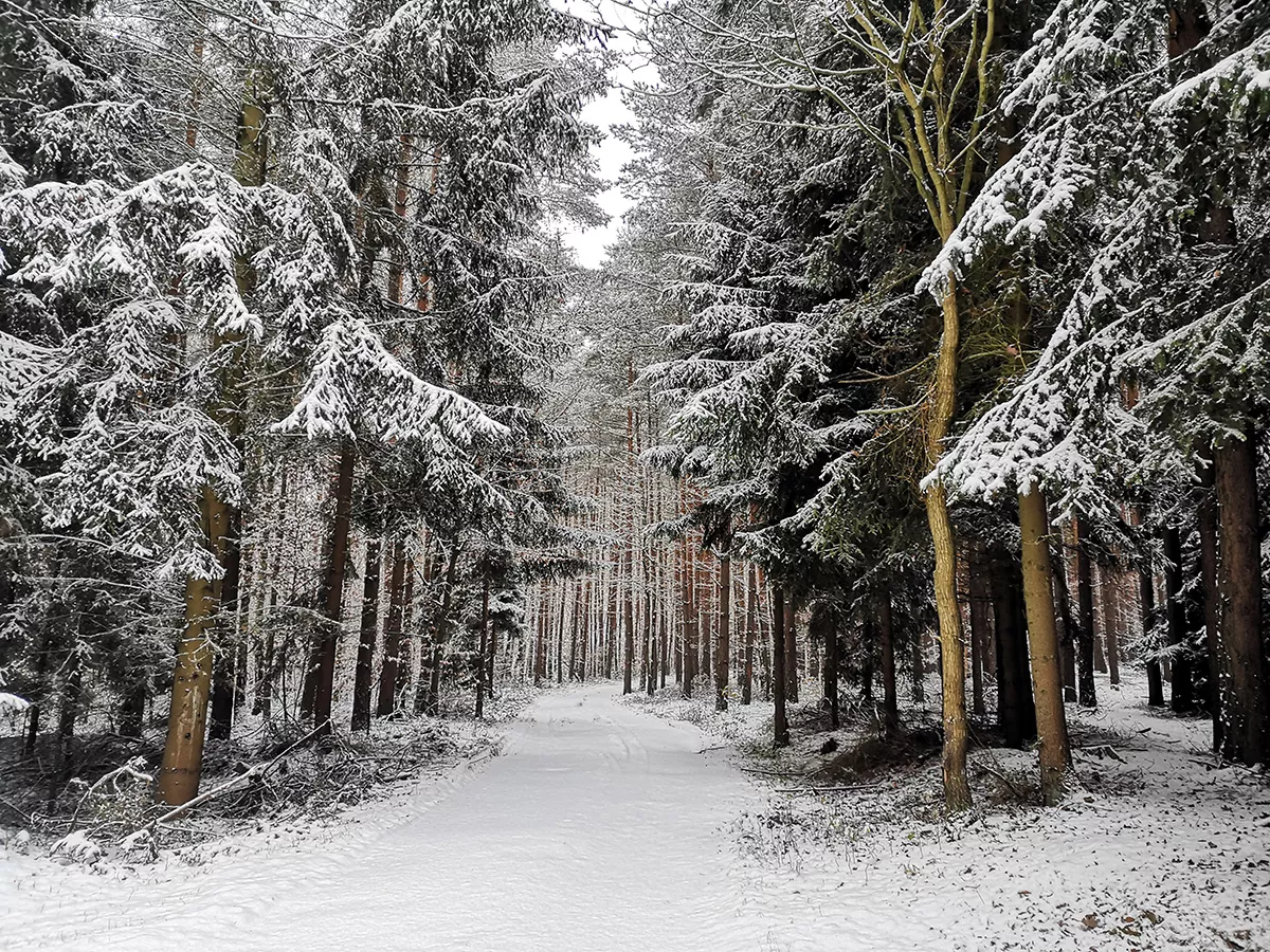 oprószone śniegiem świerki wzdłuż  szlaku