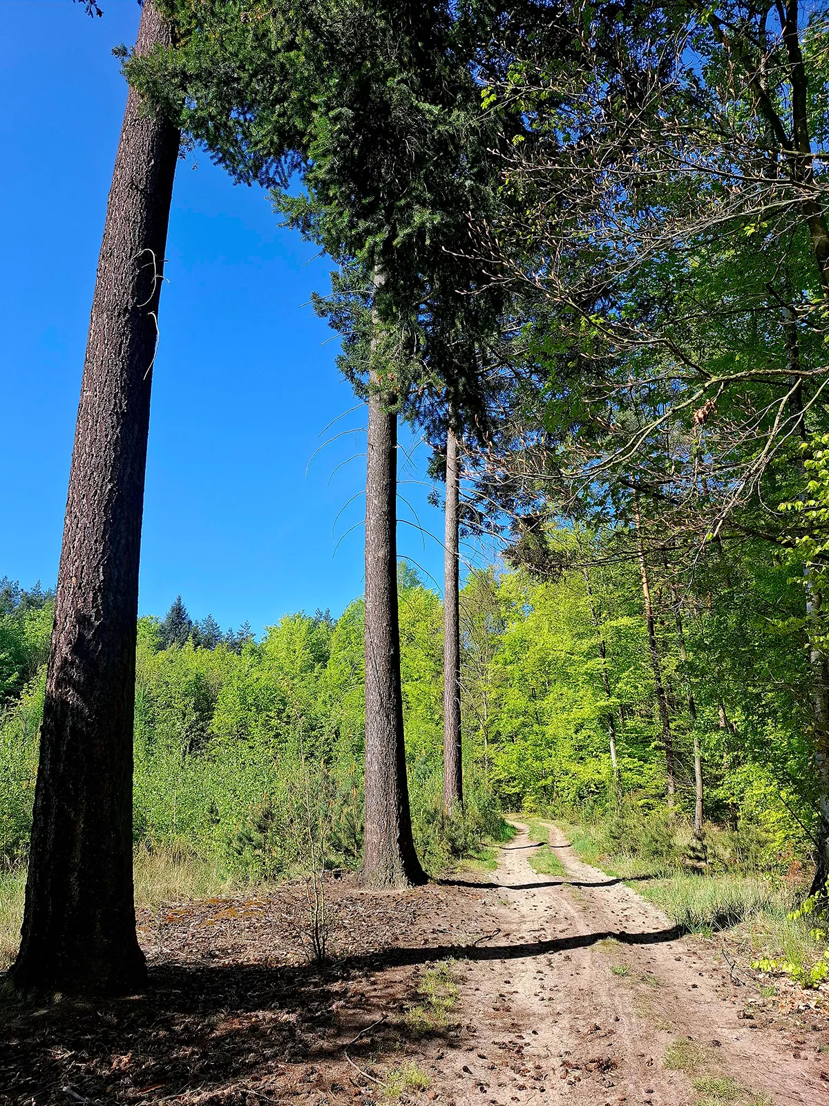 piaszczysty szlak wśród drzew