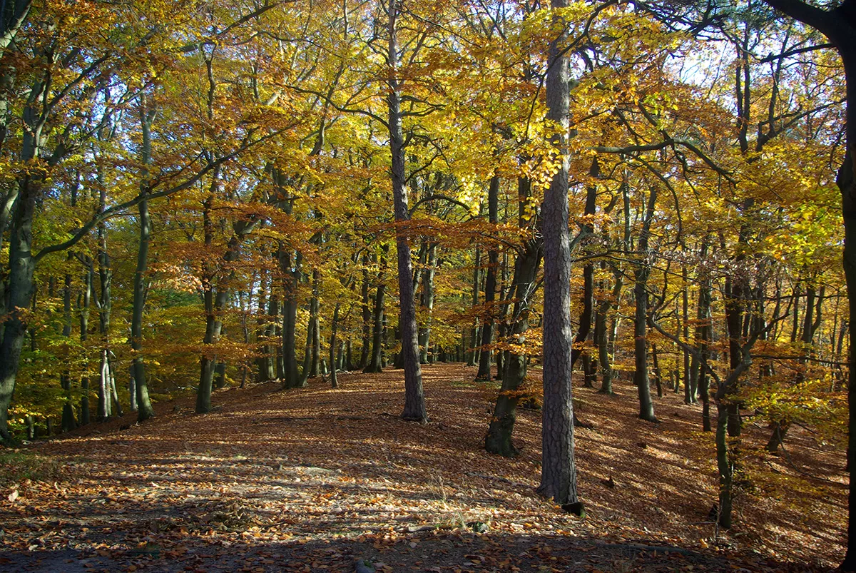 jesień w Rezerwat Przyrody Dalkowskie Jary