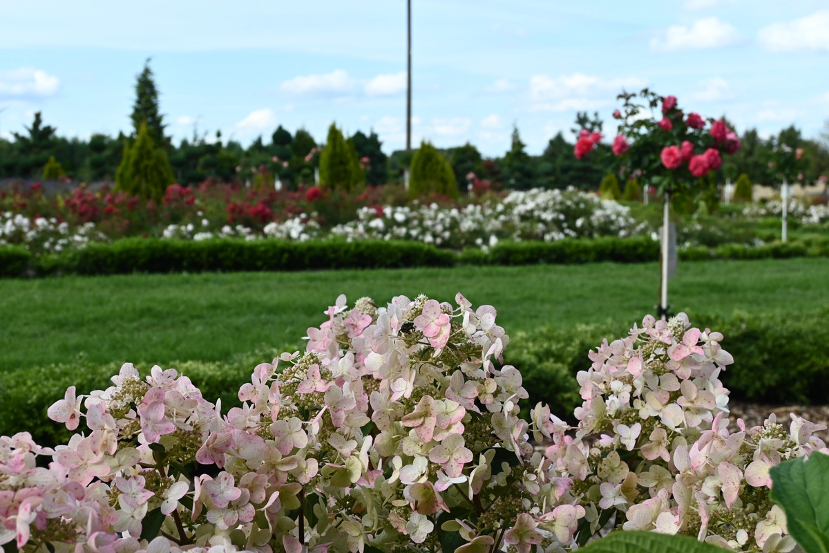 Wygląd Centrum Hortiterapii w sierpniu