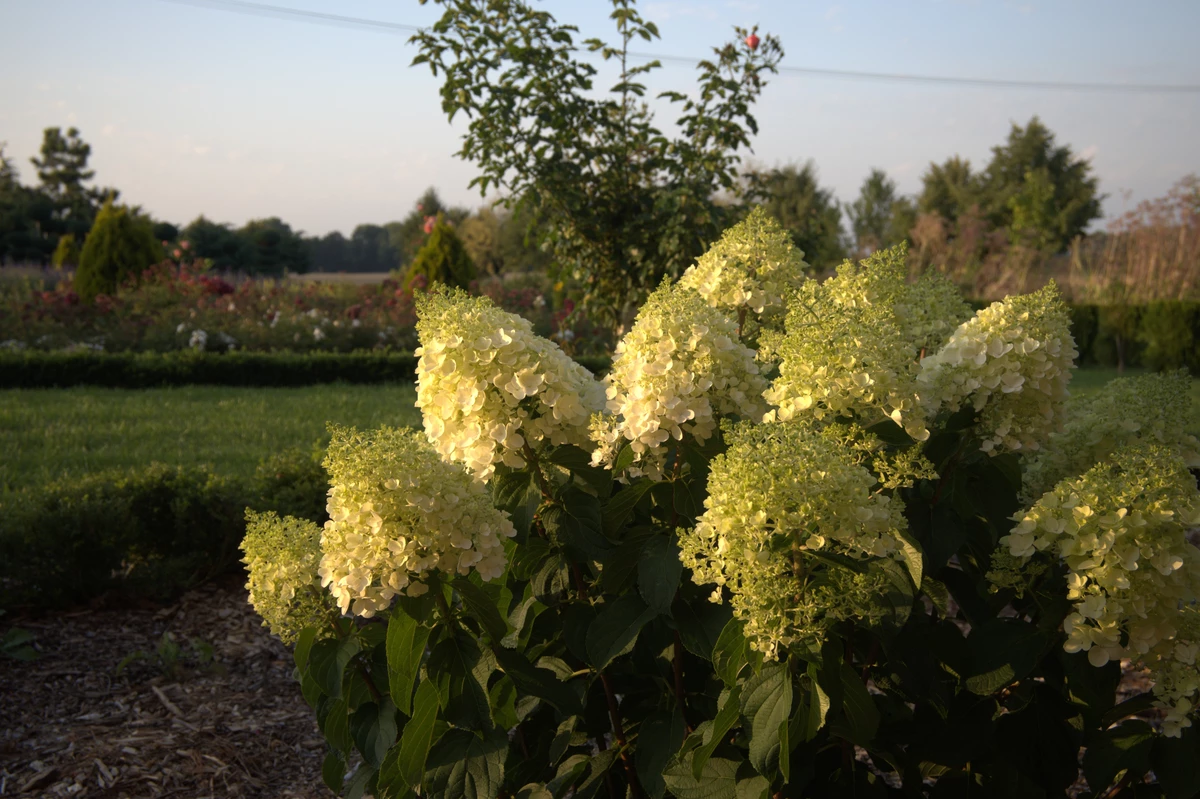 Wygląd Centrum Hortiterapii w sierpniu