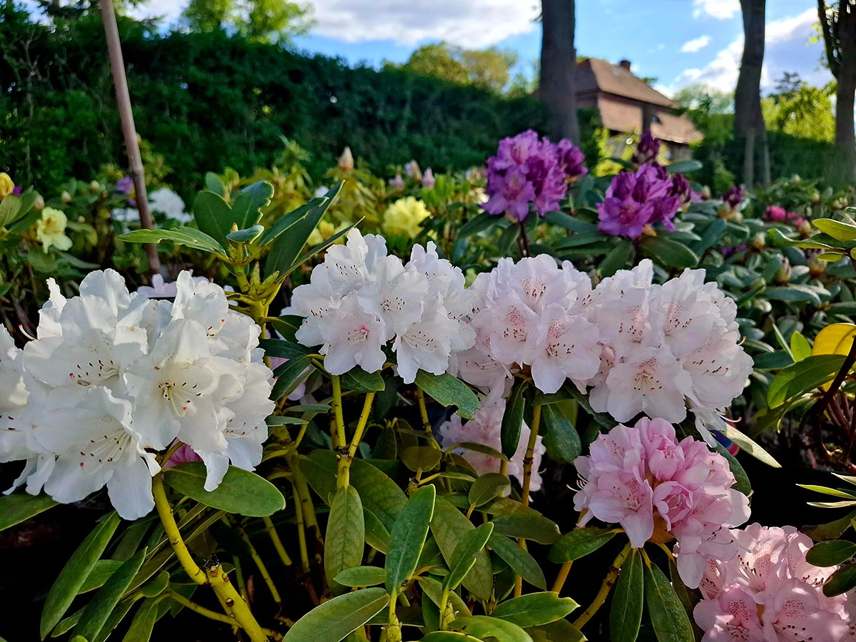 Material roślinny w Szkółce Drzew i Krzewów J. Płocha