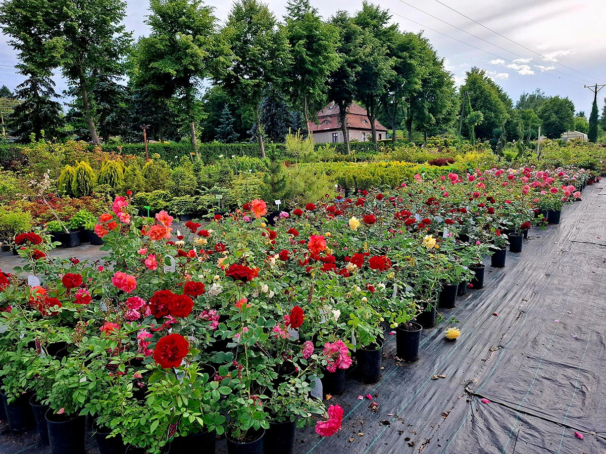 Material roślinny w Szkółce Drzew i Krzewów J. Płocha