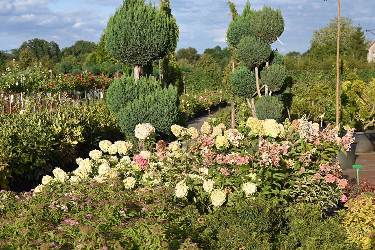 Material roślinny w Szkółce Drzew i Krzewów J. Płocha