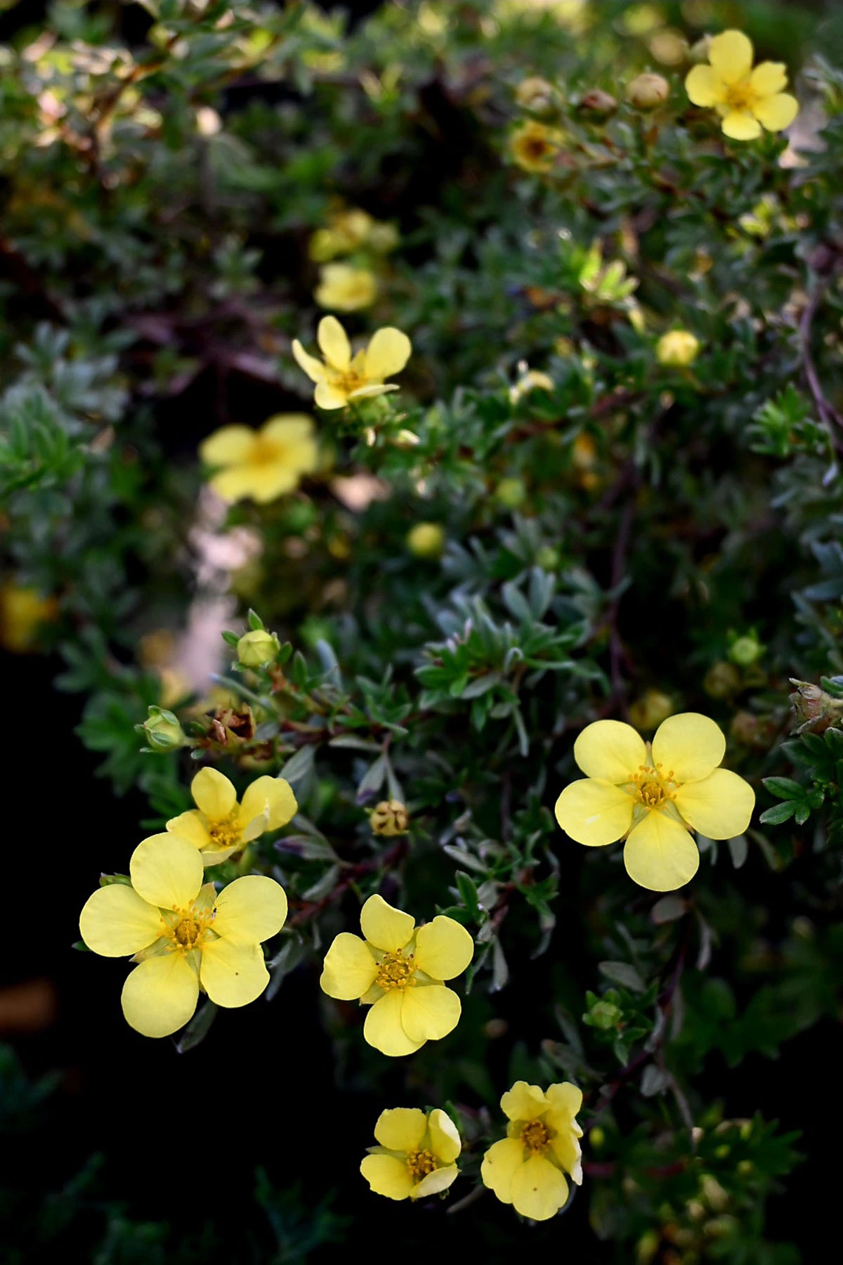 Material roślinny w Szkółce Drzew i Krzewów J. Płocha