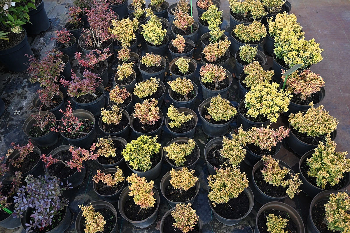 Material roślinny w Szkółce Drzew i Krzewów J. Płocha