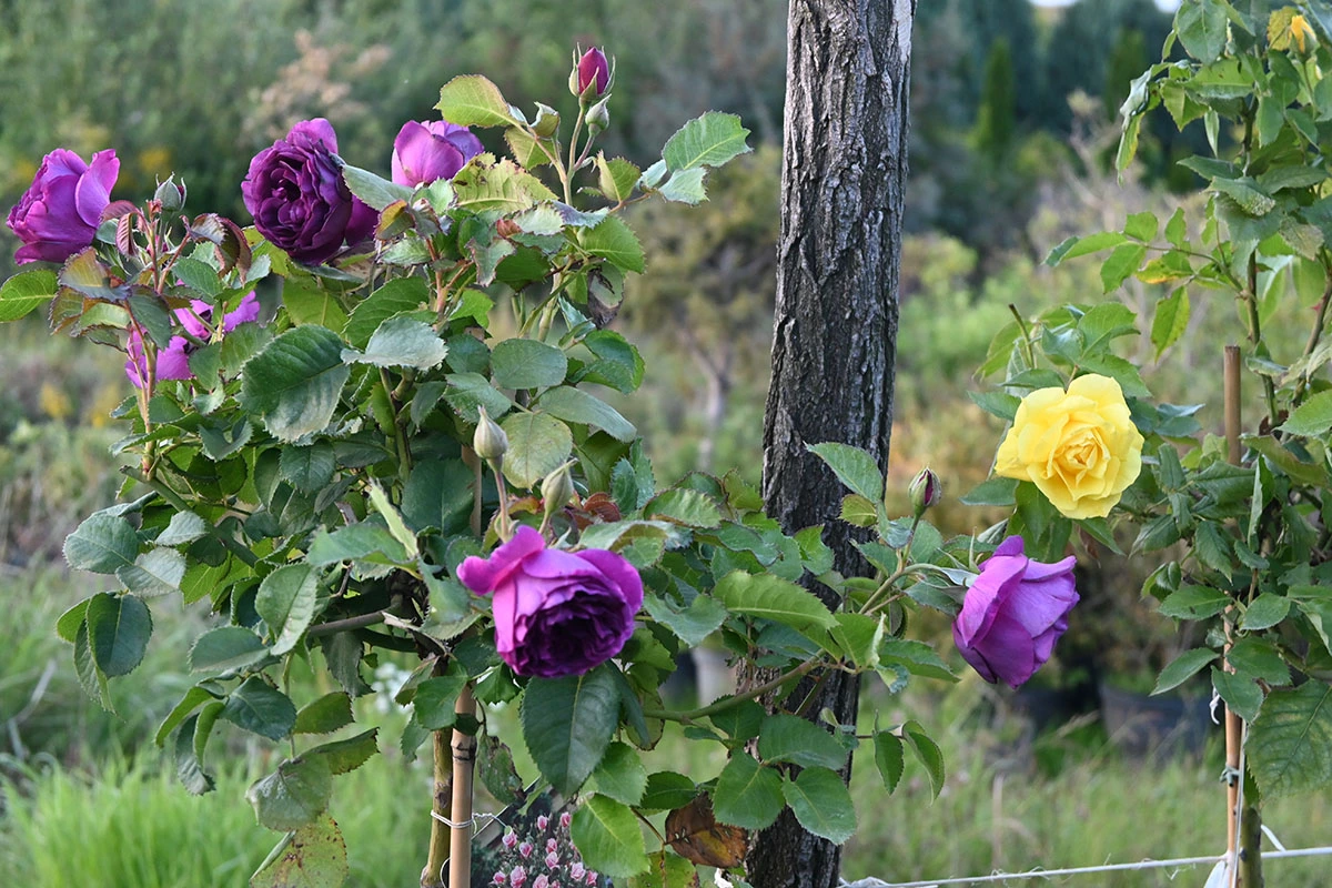 Material roślinny w Szkółce Drzew i Krzewów J. Płocha