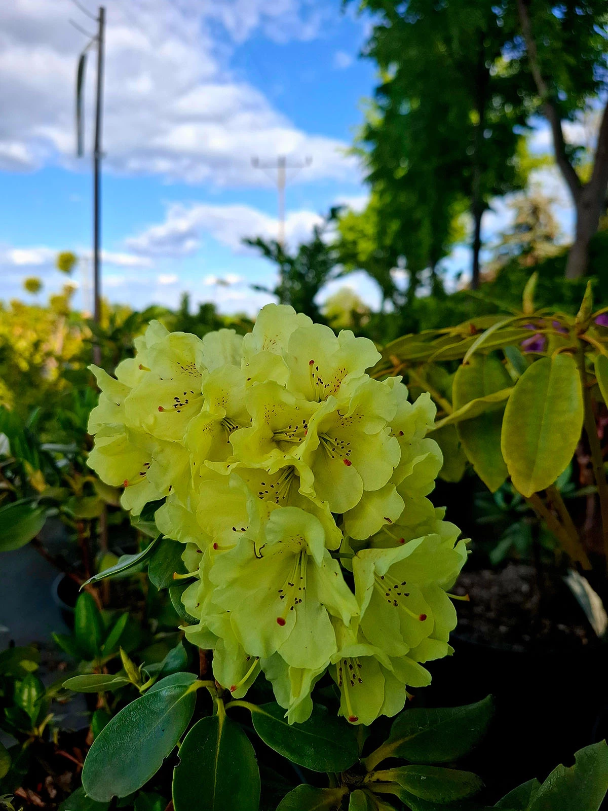 Material roślinny w Szkółce Drzew i Krzewów J. Płocha