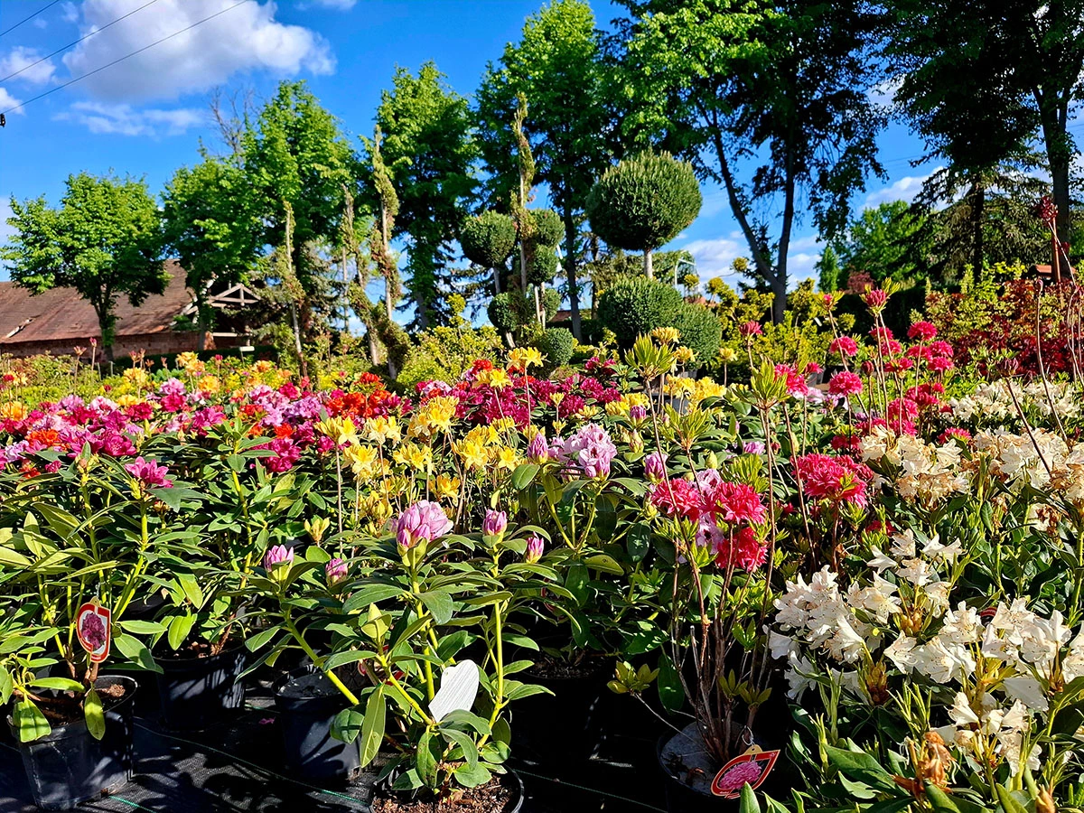 Material roślinny w Szkółce Drzew i Krzewów J. Płocha