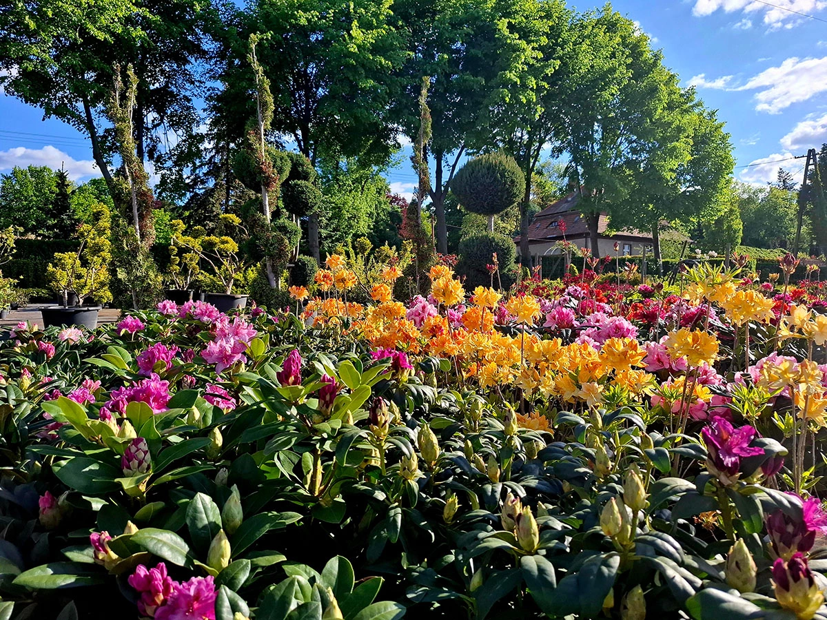 Material roślinny w Szkółce Drzew i Krzewów J. Płocha