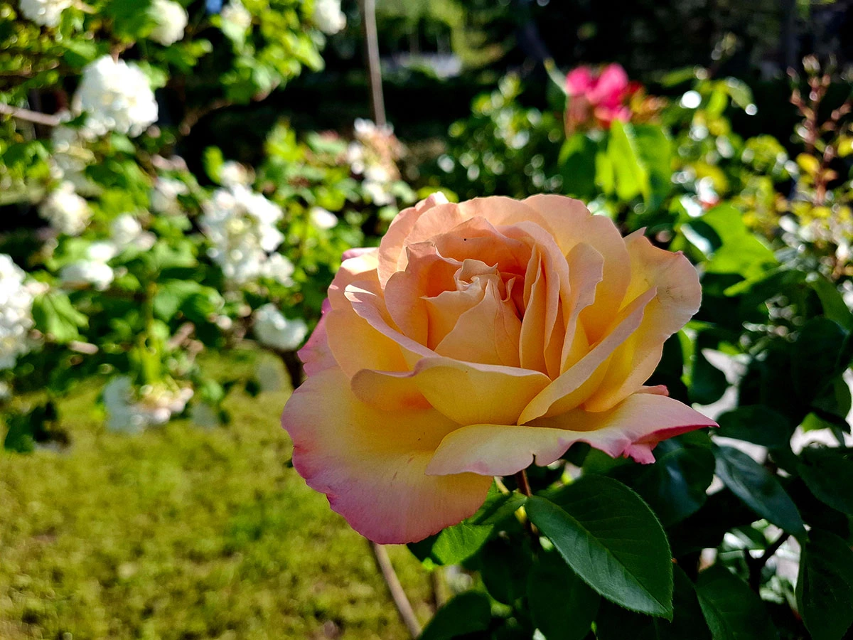 Material roślinny w Szkółce Drzew i Krzewów J. Płocha