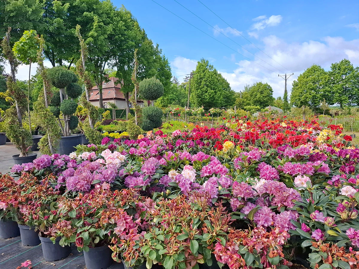 Material roślinny w Szkółce Drzew i Krzewów J. Płocha