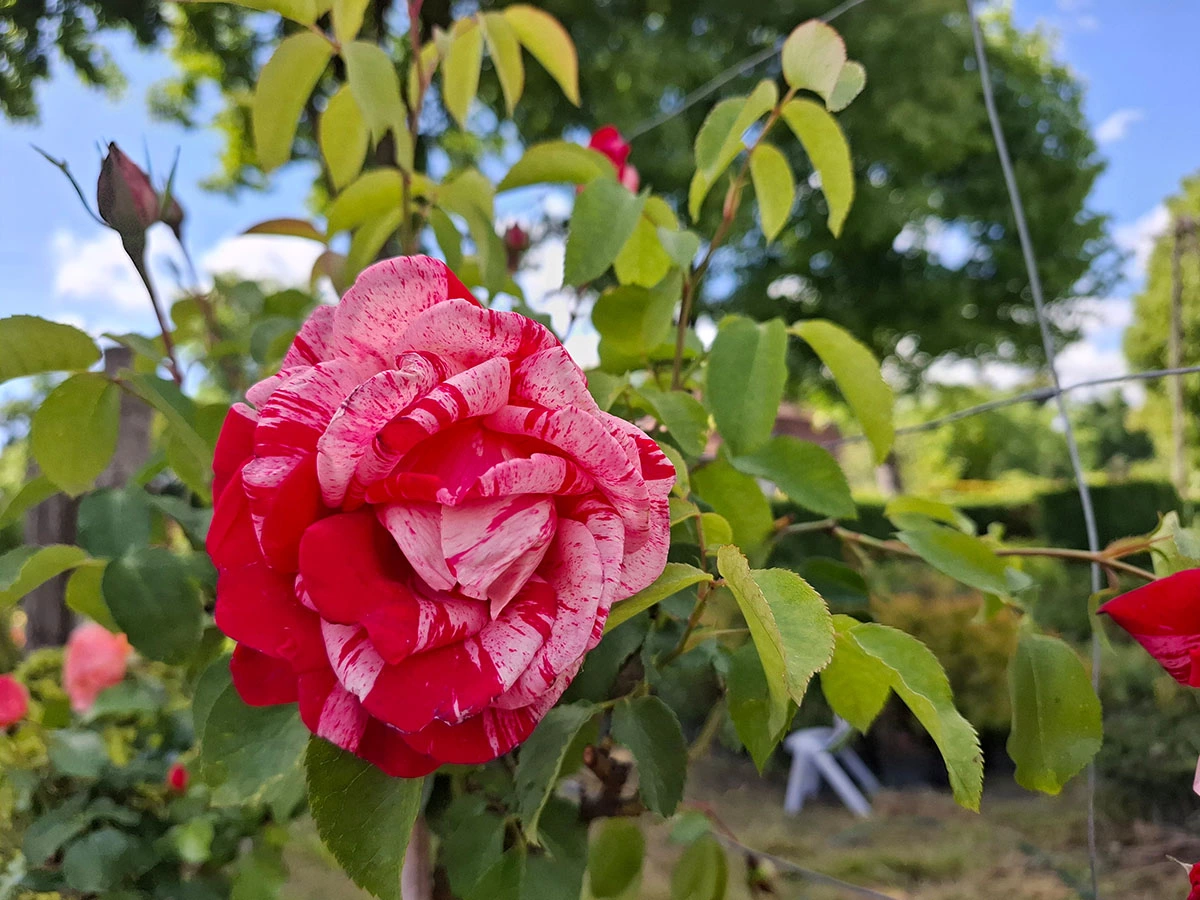 Material roślinny w Szkółce Drzew i Krzewów J. Płocha
