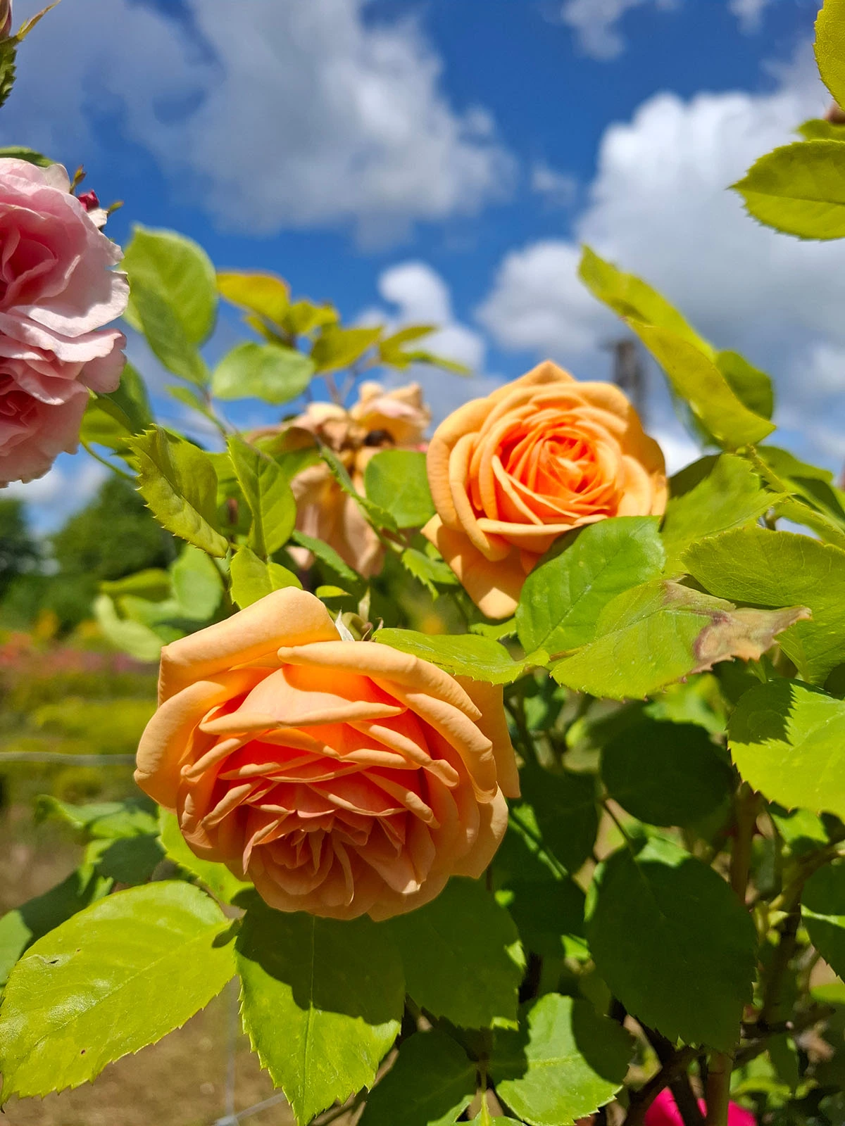 Material roślinny w Szkółce Drzew i Krzewów J. Płocha