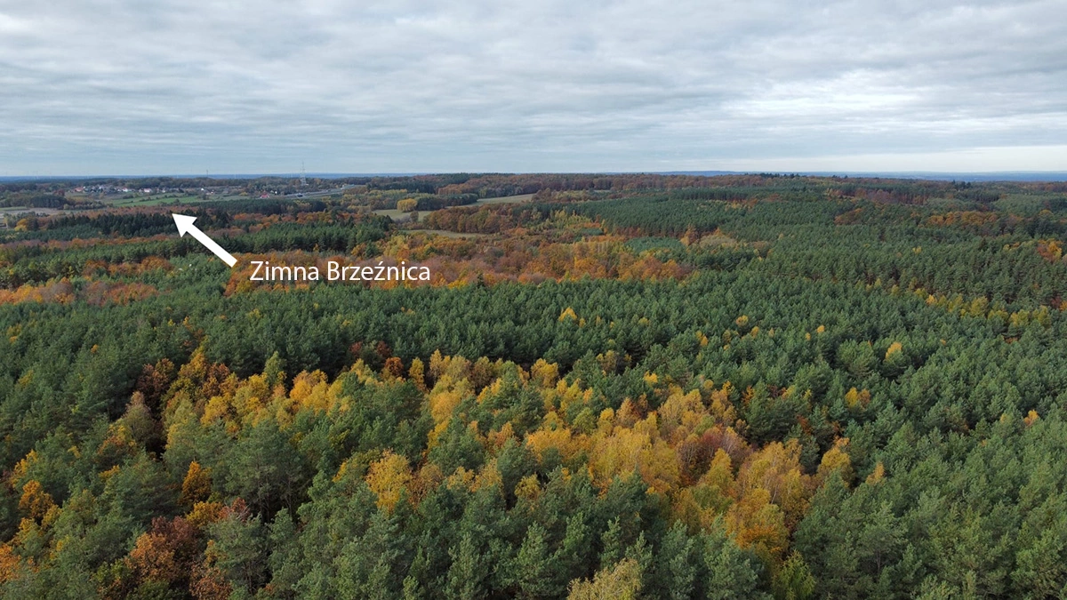 Wieża na Wzgórzach Dalkowskich