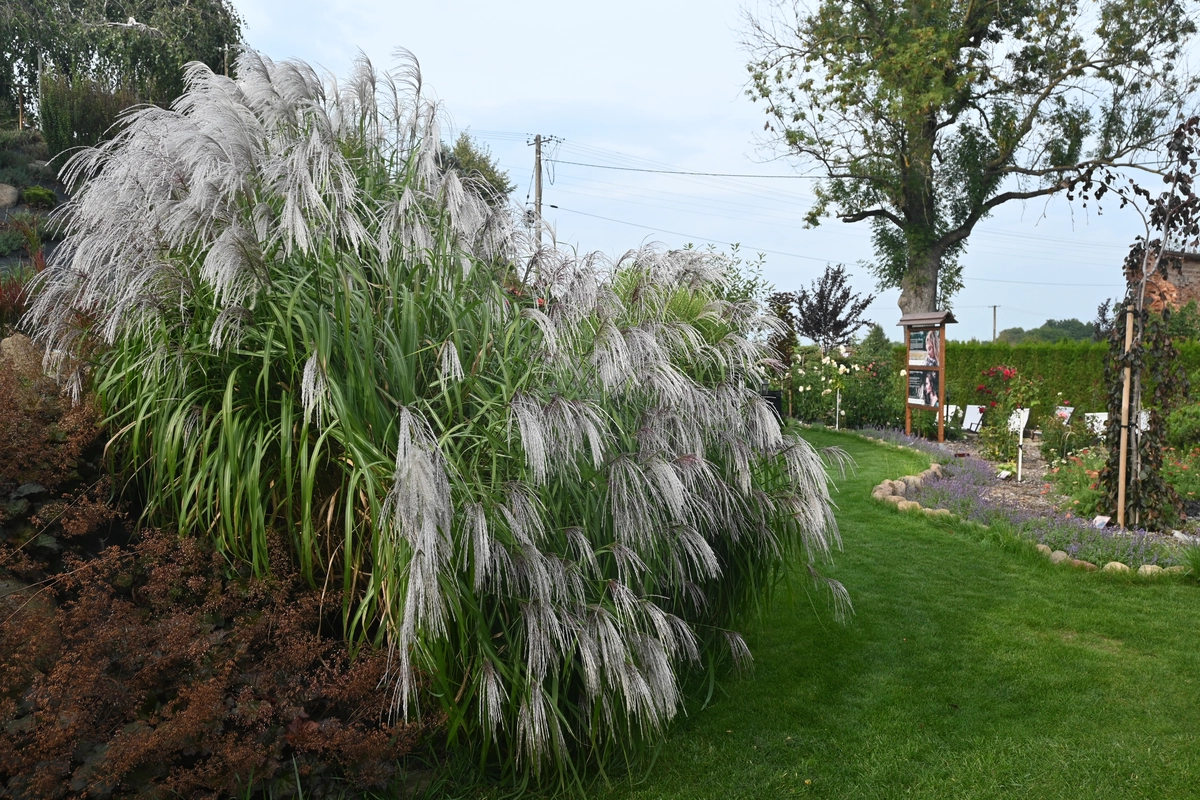 Wygląd Centrum Hortiterapii we wrześniu