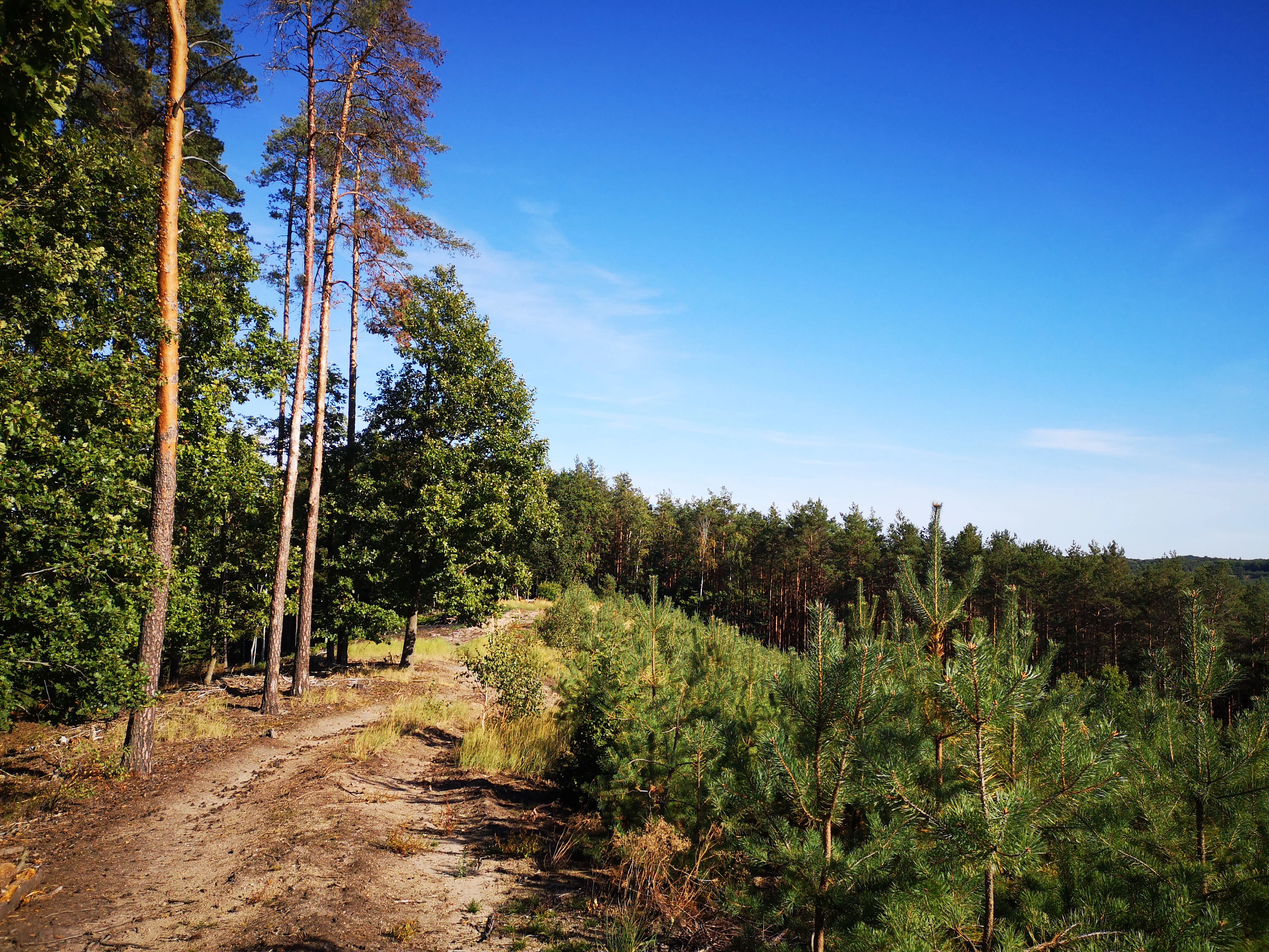 Centrum Hortiterapii Ogrody Zmysłów, labirynt, ogród francuski